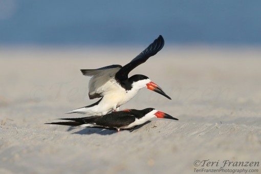 Mating Black Skimmers