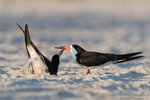 Black Skimmer Courtship/Mating Behavior