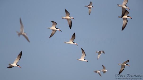 Common Terns and Black Skimmers