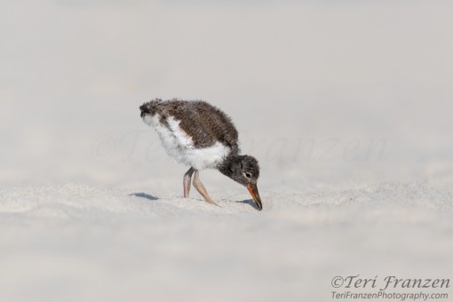Young American Oystercatcher