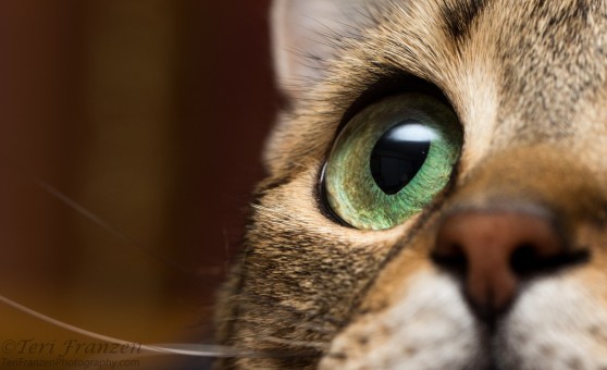 Cat's Eye (captive)