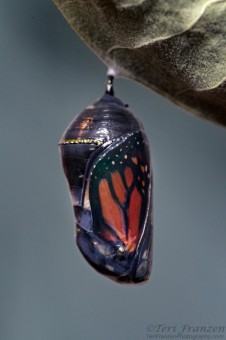 Monarch chrysalis in its final stages