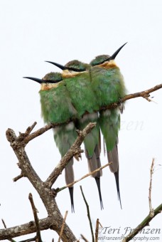 Blue-cheeked Bee-eaters