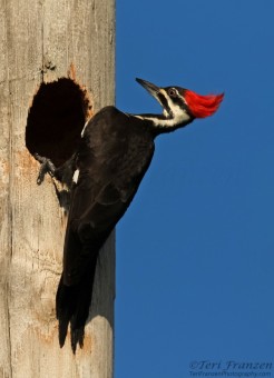 Adult Female Pileated Woodpecker