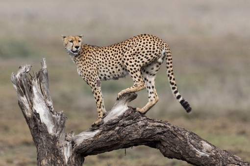TeriFranzen_Cheetah_AfricanWildlife