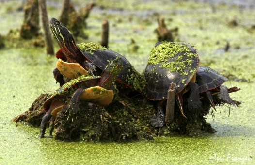 Painted Turtle (Four on a Stump)