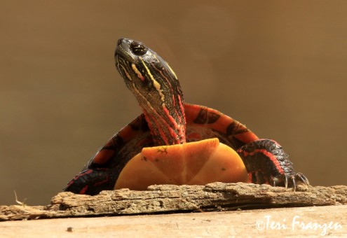 Painted Turtle (PT_CH0A5510)