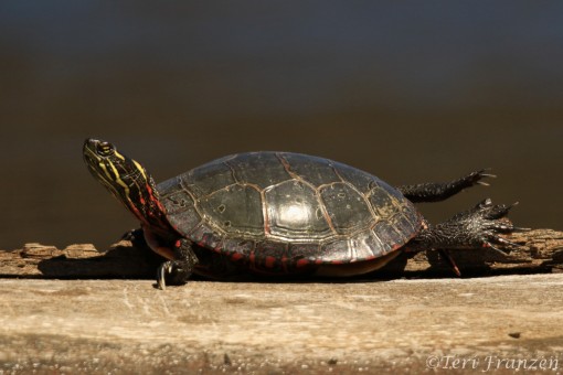 Painted Turtle (PT_CH0A7870)