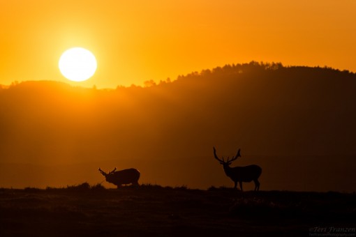 Point Reyes sunrise with Tule Elk