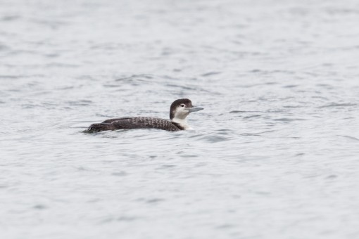 Common Loon in Tomales Bay