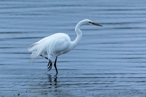 Great Egret in Tomales Bay