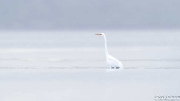 Great Egret in Tomales Bay