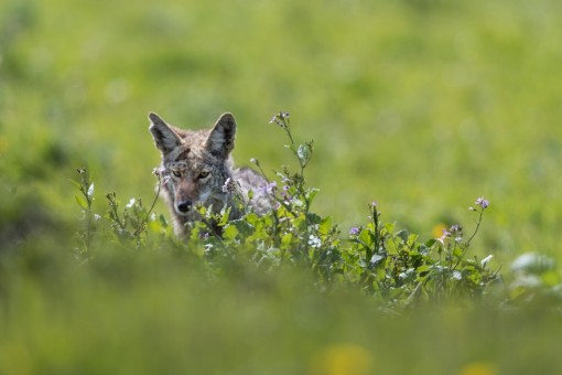 Point Reyes Coyote