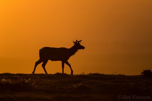 Point Reyes sunrise with Tule Elk