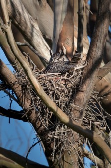 Nesting Great-horned Owl