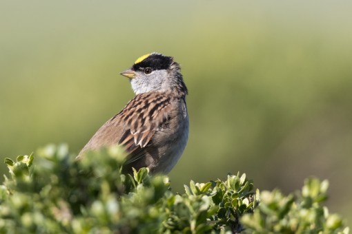 Gold-crowned Sparrow