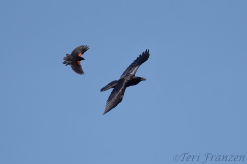 Point Reyes Red-winged Blackbird and Raven