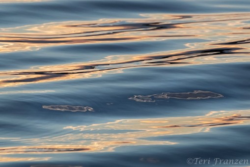 Sunset Water Reflections - B14I9957