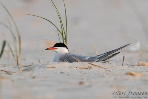 Nesting Common Tern