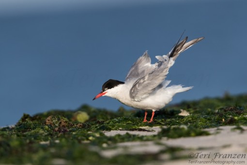 Morning Light on a Common Tern