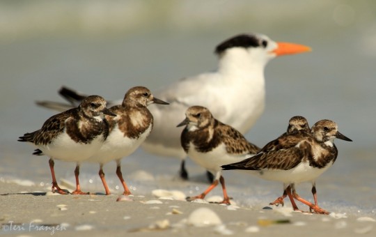 Ruddy Turnstones with a Royal Tern Backdrop