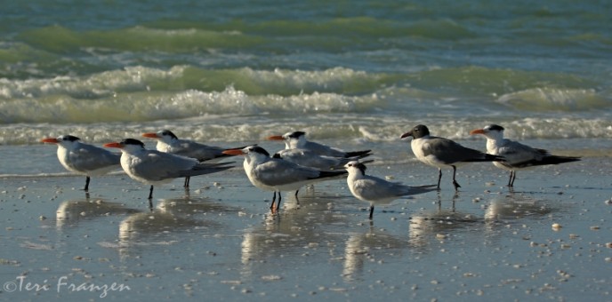 Terns and a Laughing Gull