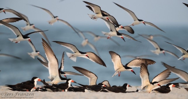 Incoming Black Skimmers