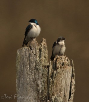 Male and Female Tree Swallows