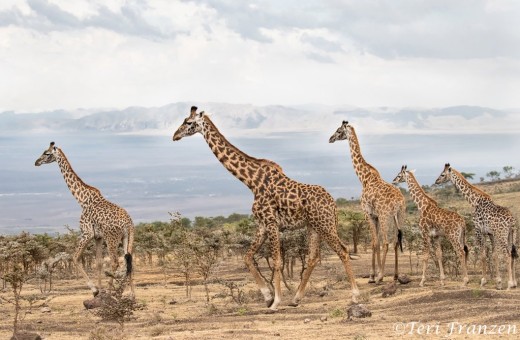 Masai Giraffes of Tarangire