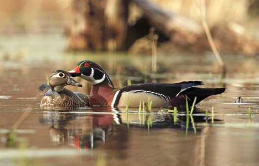 Courtship on the Pond