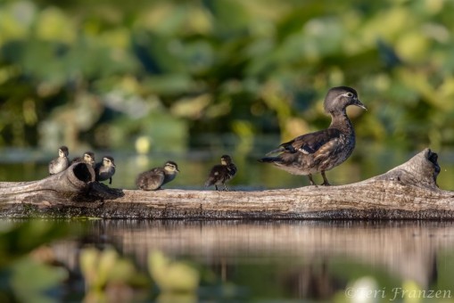 Young family of wood ducks on a log 2019