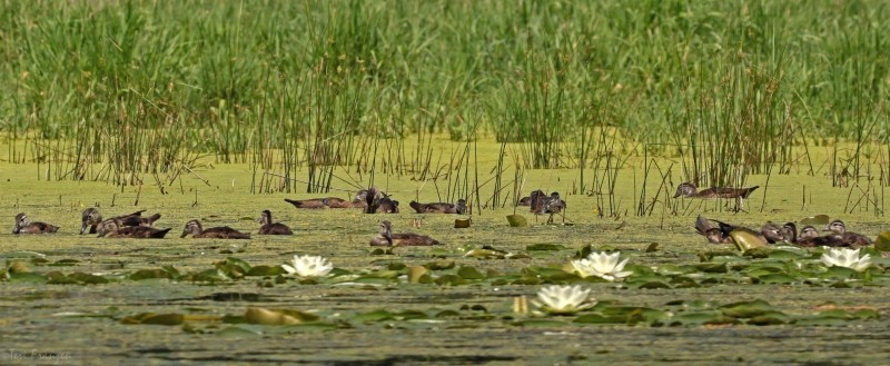 Wood Duck Families
