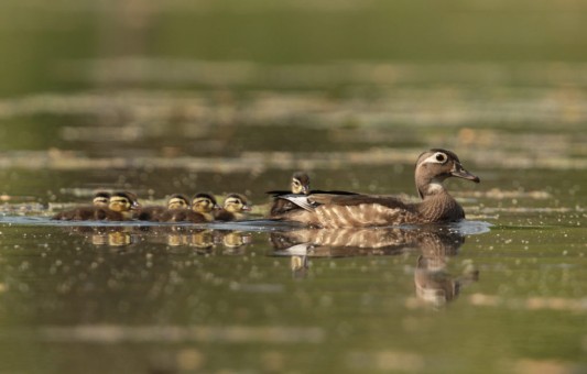 Wood Duck Family