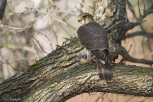 Female Merlin with Mourning Dove