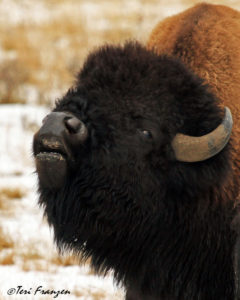American Bison Looking for Love