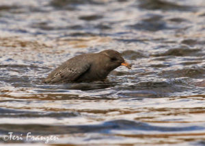 American Dipper with Catch