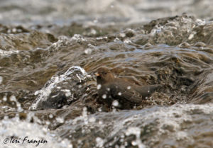 The Dipper at home in clean, rushing water of a mountain stream.