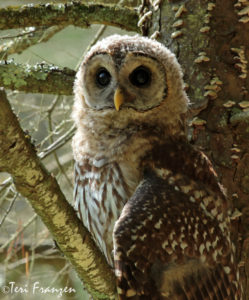 Fledgling Barred Owl
