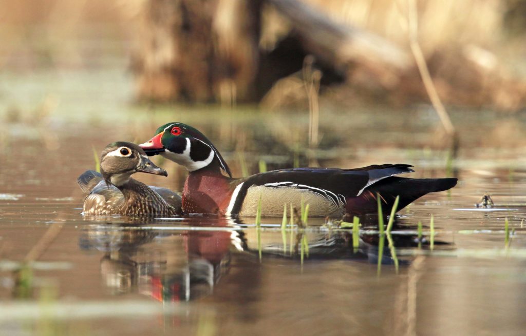 Wood Duck  The Maryland Zoo