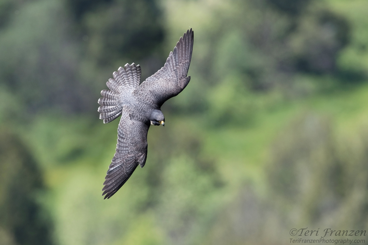 Peregrine Falcons Teri Franzen Photography