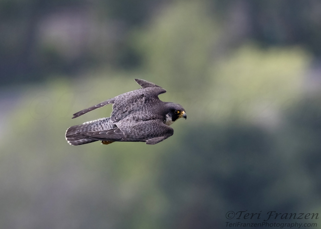 Peregrine Falcons Teri Franzen Photography