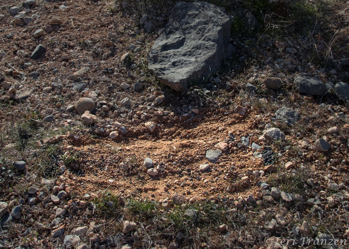 Bighorn Resting Spot